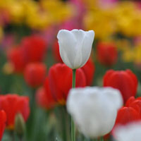 郁金香头像,花朵微信头像,附郁金香花语