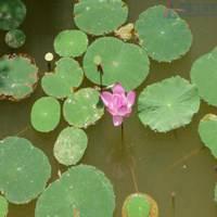 风景画荷花池图片大全_微信头像图片大全