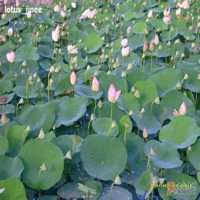 风景画荷花池图片大全_微信头像图片大全