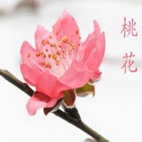 马上有桃花运微信头像【点击鼠标右键下载】