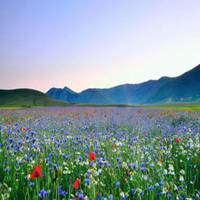 微信手机希望风景花卉图片