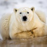 可爱北极熊微信头像【点击鼠标右键下载】