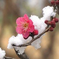 微信头像梅花图片下载