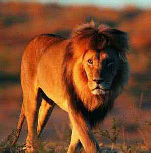 狮子座男生霸气头像 狮子座男生头像狮子星座微信头像 狮子星座头像