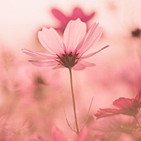 粉色格桑花