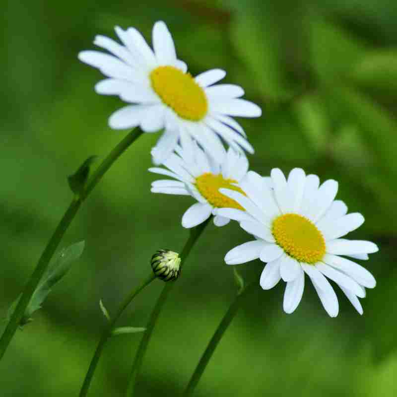 茉莉花微信圖_微信頭像圖片大全