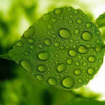 雨露花草微信头像点击鼠标右键下载