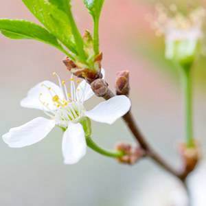 可爱萌系梨花头像【点击鼠标右键下载】