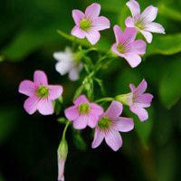 花卉漂亮的花朵 花的微信頭像圖片大全