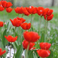 郁金香头像 花朵微信头像 附郁金香花语