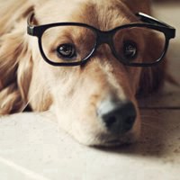 超萌狗狗头像 超萌狗狗睡觉图片 戴眼镜的