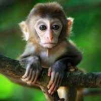 可爱小猴子头像 上蹿下跳的小猴子图片