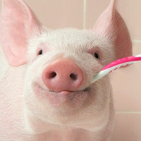 杂食类哺乳动物可爱很萌的小猪猪头像图片 搞怪