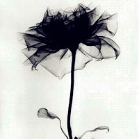 另类个性的玫瑰花黑白头像图片