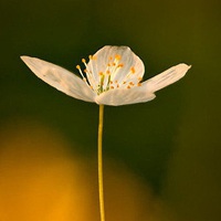 微信头像小清新花 清新淡雅的花儿 点击鼠标右键下载