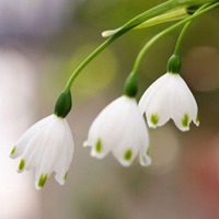微信头像图片大全 微信花草植物头像