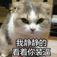 可爱猫带字头像图片_高清超萌可爱猫咪带文字【点击鼠标右键下载】