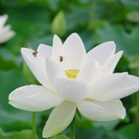 微信莲花头像_莲花里托着深绿色莲蓬【点击鼠标右键下载】