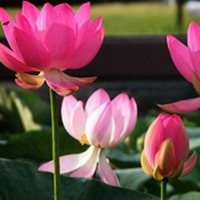 微信莲花头像_莲花里托着深绿色莲蓬【点击鼠标右键下载】