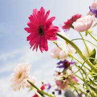 花朵頭像小清新 最愛的小清新花兒_微信頭像圖片大全