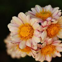 花儿微信头像 一朵朵小清新的花儿【点击鼠标右键下载】