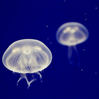 水母微信头像图片
