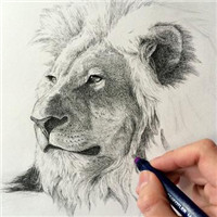 微信头像图片大全 微信动物头像 狮子素描头像图片【点击鼠标右键下载