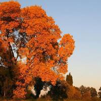 秋天楓樹紅葉風景頭像圖片_微信頭像圖片大全