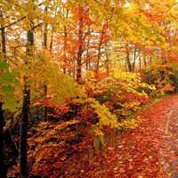 秋天枫树红叶风景头像图片