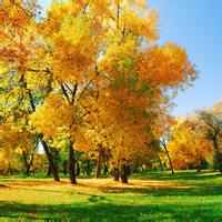好看的唯美秋季风景头像图片_微信头像图片大