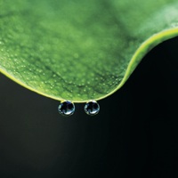 花草树木带雨滴的风景图片头像点击鼠标右键下载