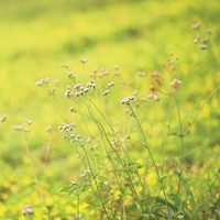 花草树木带雨滴的风景图片头像【点击鼠标右键下载】