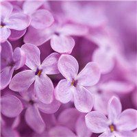 丁香花花朵唯美头像_微信头像图片大全
