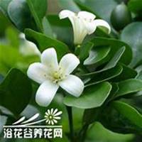 唯美好看七里香微信头像【点击鼠标右键下载】