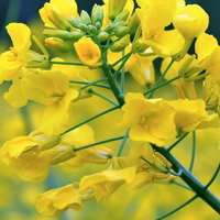 唯美好看油菜花微信头像【点击鼠标右键下载】