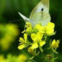 唯美好看油菜花微信头像【点击鼠标右键下载】