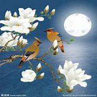 唯美好看玉兰花微信头像【点击鼠标右键下载】