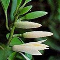 唯美好看白兰花微信头像【点击鼠标右键下载】