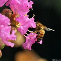 唯美好看紫薇花微信头像【点击鼠标右键下载】