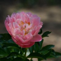 唯美好看芍药微信头像
