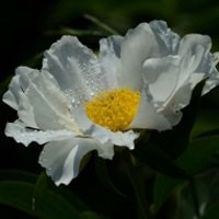 唯美好看芍药微信头像