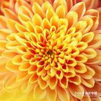 唯美好看菊花头像
