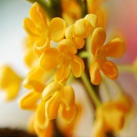 好看的头像桂花