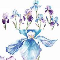 微信兰花头像_高清兰花花朵图片大全【点击鼠标右键下载】