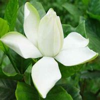 微信栀子花头像_高清栀子花花朵图片大全【点击鼠标右键下载】