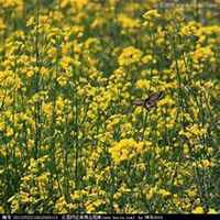 微信油菜花头像_高清油菜花花朵图片大全【点击鼠标右键下载】