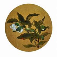 微信玉兰花头像_高清玉兰花花朵图片大全【点击鼠标右键下载】