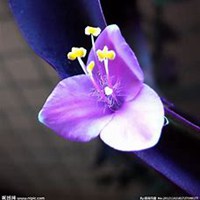 微信紫罗兰头像_高清紫罗兰花朵图片大全【点击鼠标右键下载】