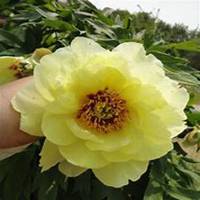 微信芍药头像_高清芍药花朵图片大全【点击鼠标右键下载】