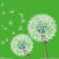 微信蒲公英头像_高清蒲公英花朵图片大全【点击鼠标右键下载】